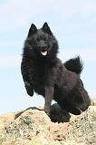 SCHIPPERKE 041
